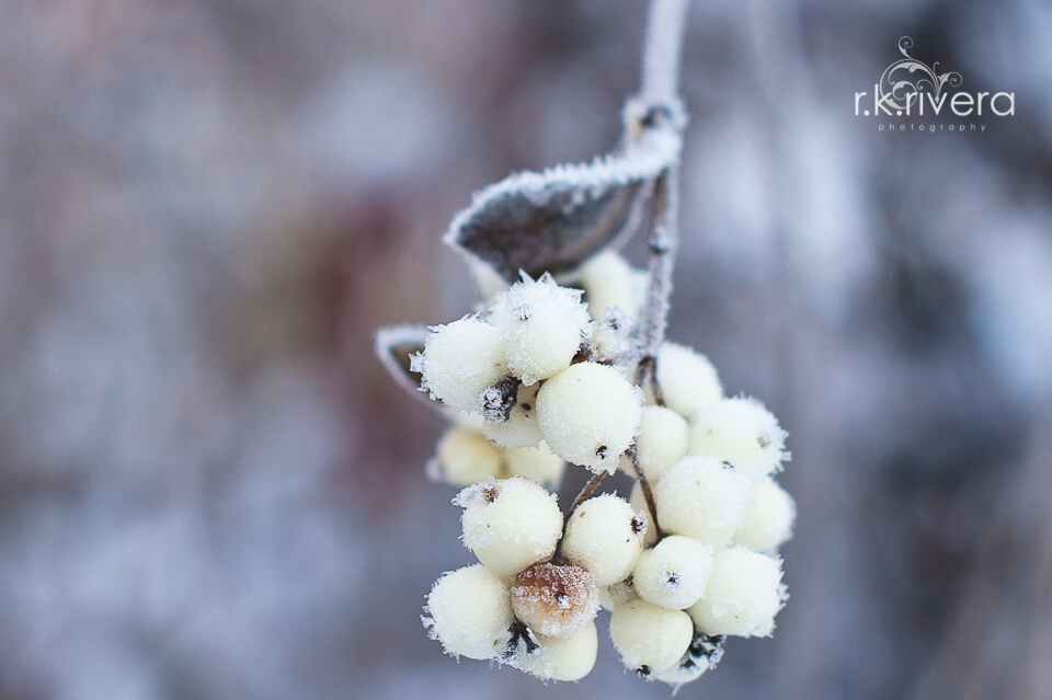 eastern washington, berries, iced over, frozen, winter, snow, professional photography